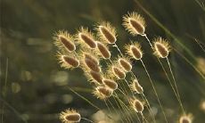 在家中放置一把剑是否有益处?放置剑是否有什么特殊意义或文化背景?