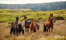 属马的人会很黏人吗?为什么属马的人可能会面临二婚的命运?