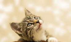 黑猫跟随回家的象征意义及对风水的影响