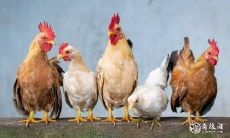 如何分辨属鸡男是真心爱你还是只是在玩弄你?而金牛男在玩你时最明显的表现是什么?