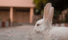 在娘家生子时,选择兔宝宝会对哪些人产生影响?有哪些属相应该避免?