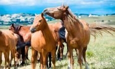 2023.2.19属马星座运势预测:迎接暴增的桃花运势!