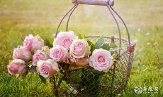 属狗的人宜忌花卉之说:花卉宜禁忌,寓意吉祥物托庇妥在何处?