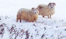 生肖男中最聪明的几个,其手相预示未来将大展宏图