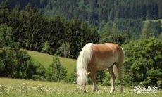 已到来:2023年,属马人终于迎来转运的黄金时机!