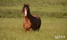 2023年属马的预测:即将发生一件重大事件,而属马人永远拥有最旺的运势和幸运色彩!