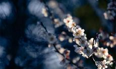 哪个更适合举办生日庆典:2023年3月18日还是2023年3月19日?