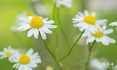 根据风水学说,2023年兔年3月21日与22日哪一天适合进行开工动土,以获得最好的运势?