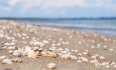 2023年3月30日与3月31日中哪一天是最佳购买手机的时机?