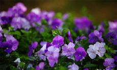 2023年3月28日星期二和3月29日星期三是否适宜进行新居入住的风水研究与建议