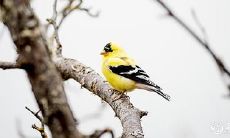 2023年兔年3月26日和27日是否适宜举办满月酒庆典活动?