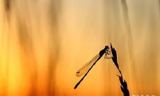 2023年3月17日和3月18日适合选择作为订婚吉日吗?