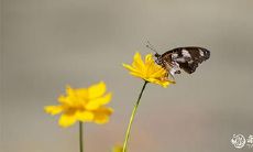 在2023年的3月9日和3月10日,这两天是否适宜作为订婚的幸运日呢?