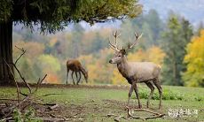 请问2023年3月7日和3月8日是否适宜作为订婚日期呢?