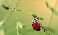 如何查询2023年3月30日闰二月初九吉时是几点?