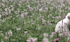 2023年属兔本命年必备!佩戴转运珠,共同见证增加感情的三合生肖!