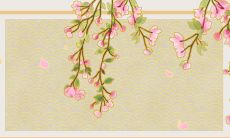 2023年妇女节该送什么花啊?推荐康乃馨作为送给母亲的最佳选择!