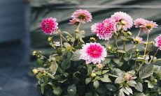 春分节气的特点、历史渊源和丰富风俗——鸢飞春舞,婚礼春禧,吃春蔬润万物,山川添彩春光好