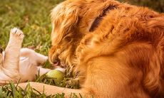 当1982年出生属狗者40岁时,是否会获得大富大贵,同时又能知道何时迎来顺遂大运?