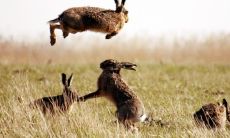 探寻2023年出生、属兔的女性命运:事业发展平缓,但运势较为顺遂!