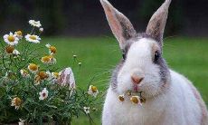 1999年出生的属兔人的性格特点及命运分析:哪个月出生的生肖兔最幸运?