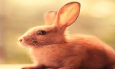 2023年农历旺月中属兔的孩子,出生于二月、五月或十月