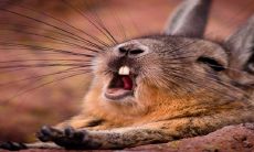 2023年属兔人的出生月份是最有吉利的吗?冬季出生是否会带来更多好运?