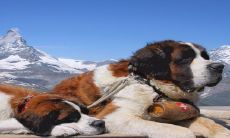 如何预测06年出生者在2023年的年龄和学业运势:一项综合性分析