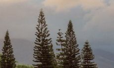 尖嘴猴腮面相的解读:究竟是好的面相还是不好的面相?