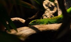 中年女性梦到蛇有什么意味?这是一个好预兆还是坏兆?