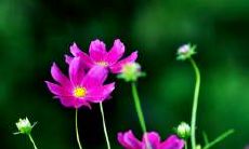 哪些具有促进夫妻关系和谐的风水布局和方法能够提升幸福感和增进情感联结?