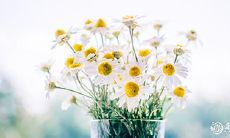 2023年,由于大喜缠身,属蛇的人需避免养折射不利的花卉