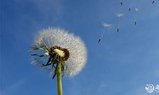 属牛的人不适合养哪些种类的花卉?有哪些首饰是最适合属牛人佩戴的呢?