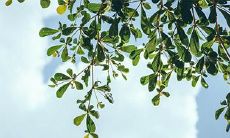 属虎人需避免养哪些花卉?属虎之人忌讳哪些颜色?