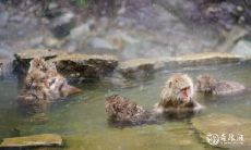 掌握手相,预知未来:哪些生肖女拥有大格局,能够应对各种挑战,成就大事业?