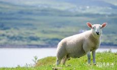 从面相看聪明狡猾三大生肖:擅长口才的男人们想必一定不要错过!