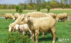 类生物:七种生肖,得到鬼魔最虚脱的恐惧!