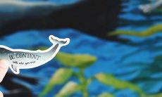 属猪的人可以佩戴哪些物品来招财旺运以及他们应该选择什么吉祥物?