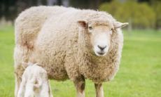 揭秘二婚命运的三大生肖女性,探究二婚结婚当天应避免的忌讳行为