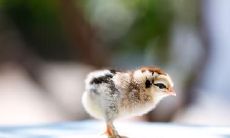 属鸡男和射手男相处的禁忌及注意事项:让你的人际关系更加和谐!