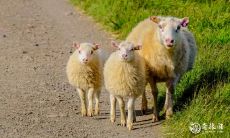 风水学中如何吸引无数贵人的生肖女性