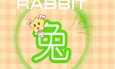 属兔人在约会中应避免的常见错误,避免毁掉有希望的浪漫关系!