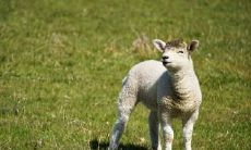 探究老人心中最为忌讳的生肖女命:其克夫之力与应对之策