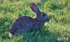 生肖中最具威慑力的男性:以原则和理性为准则的狠角色星座