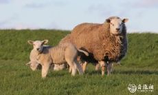 哪些星座女容易依赖男友维持生计并成为被男人养的对象