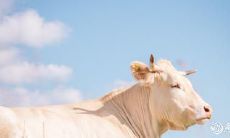 经过改写后的标题:看看谁是以美貌而驰名的生肖女,其美丽犹如梦幻一般的星座