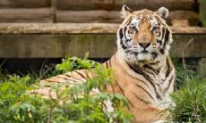 明年将迎来喜事缠身的4个幸运生肖