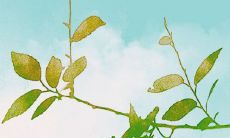 五行属火的人可以从事哪些职业?推荐属火人最佳职业选择