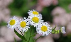 2023年2月16日、17日,请问您是否考虑在这段时间领取结婚证书?