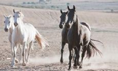 作为属马的人,是否适合尝试开设网店?那么,属马的人适合经营哪些类型的生意呢?